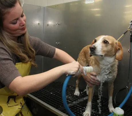 Baby Dog Seleciona Banhador