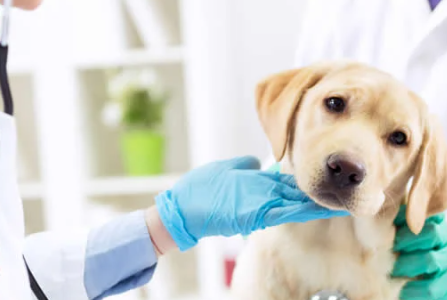 As raças de cachorros que vivem menos tempo As raças de cachorros que vivem menos tempo