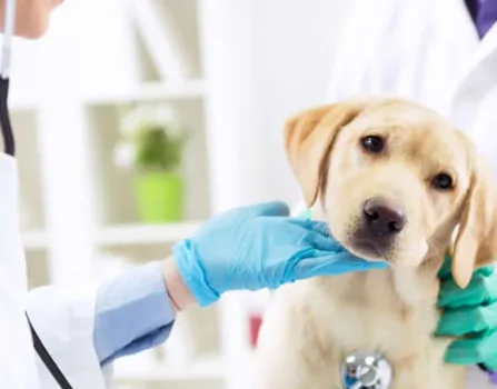 Estágio em Medicina Veterinária – ICE Estágios