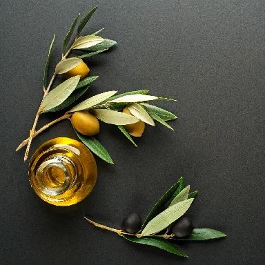 Mensagem do dia: Folhas de oliveira de esperança