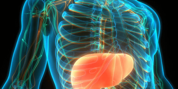 Gordura no fígado grau 3: Saiba o que é, sintomas e tratamento Gordura no fígado grau 3: Saiba o que é, sintomas e tratamento