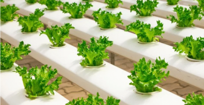 Conheça a Profissão de Aquaponia Conheça a Profissão de Aquaponia