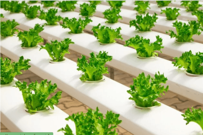 Conheça a Profissão de Aquaponia