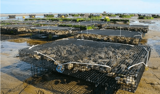 conheça A profissão de Aquicultor