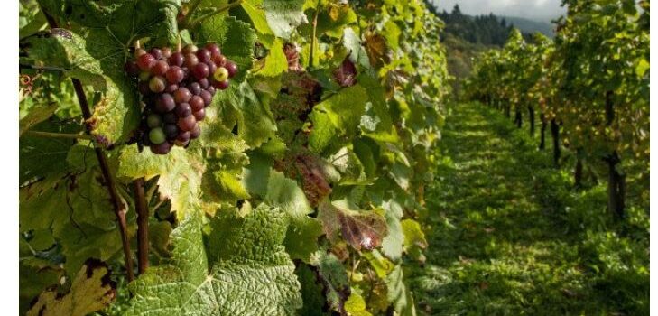 Conheça a Profissão Ampelógrafo Conheça a Profissão Ampelógrafo