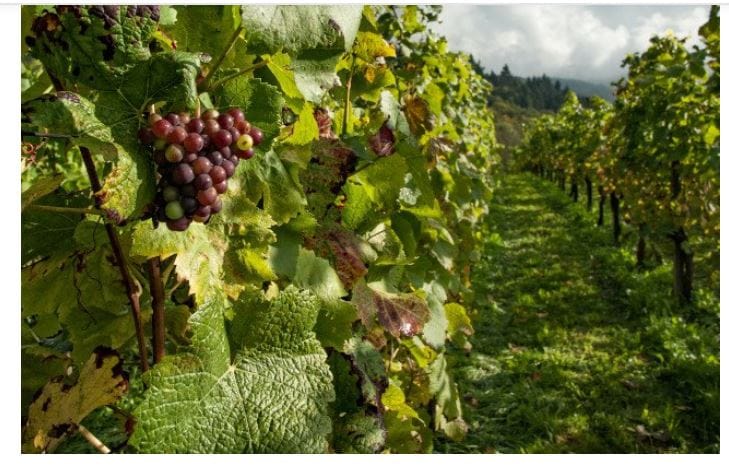 Conheça a Profissão Ampelógrafo