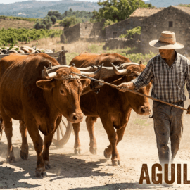 Conheça a Profissão de Aguilhoeiro
